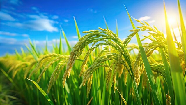 Rice