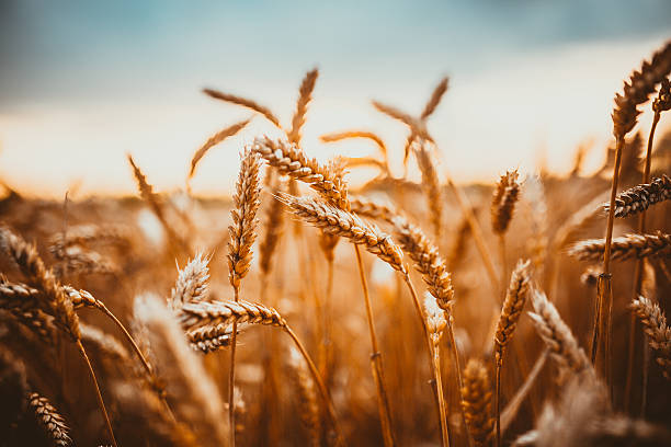 Wheat